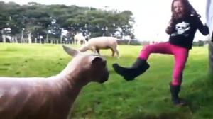 Sheep Attacks Kid