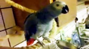 Parrot Thinks His Owner Pooped On Him