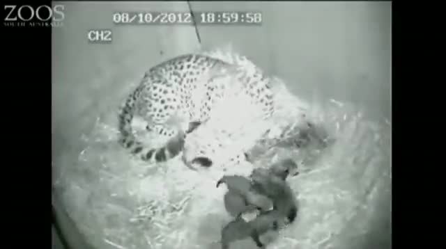 Newborn Cheetah Cubs Make Public Debut at Zoo