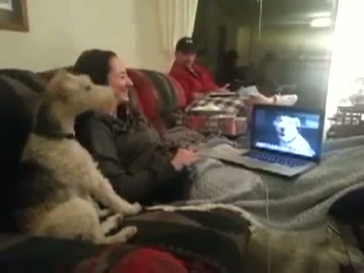  Dog Skypes With Another Dog