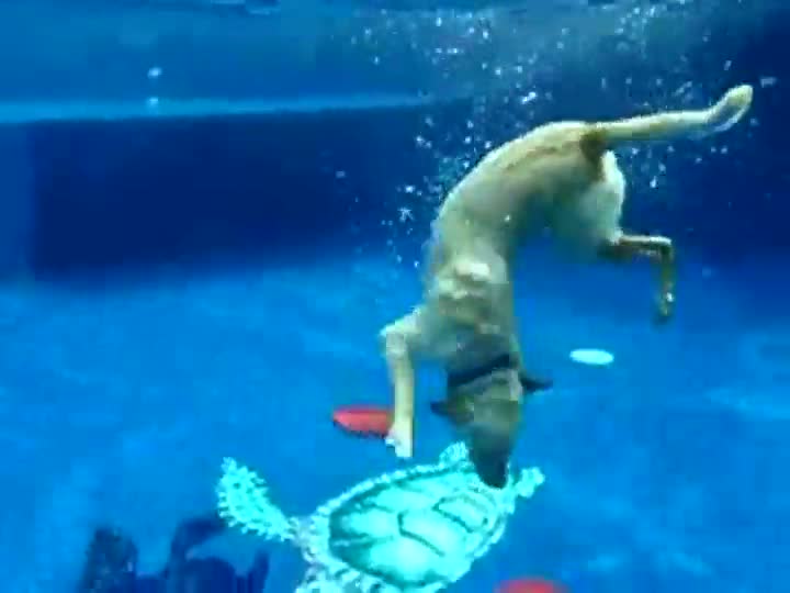 Dog Dives For 2 Frisbees