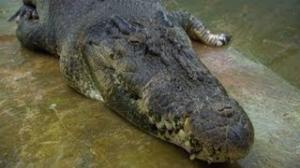 Man vs. Croc: Who Is the Hunted?