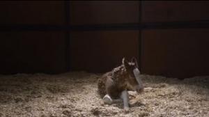 2013 Budweiser Super Bowl Ad - The Clydesdales: "Brotherhood"