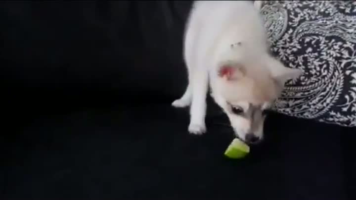 Dog Freaks Over Lime