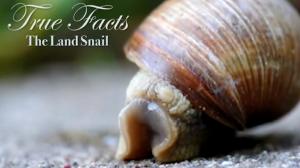 True Facts About The Land Snail