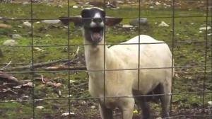 Goats Yelling Like Humans