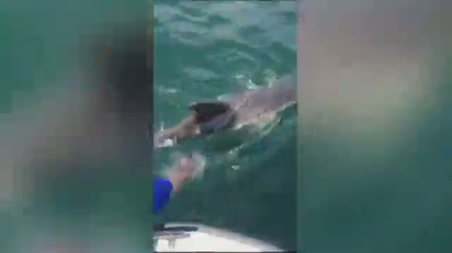 Tangled Dolphin Rescued in Calif.