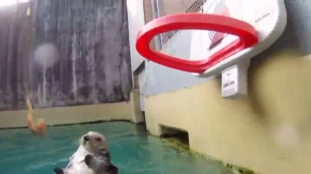 Sea Otter Plays Basketball