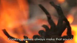Children Hunt World's Largest Venomous Spider