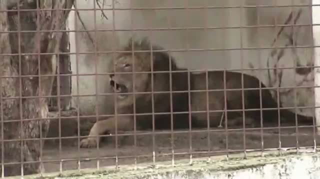 Lions Removed From Gangster's Property