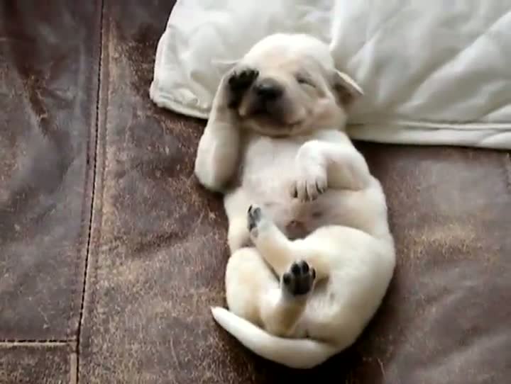 Lab Puppy Dreaming