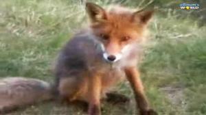 Curious Fox Gets Scared Off by Fart