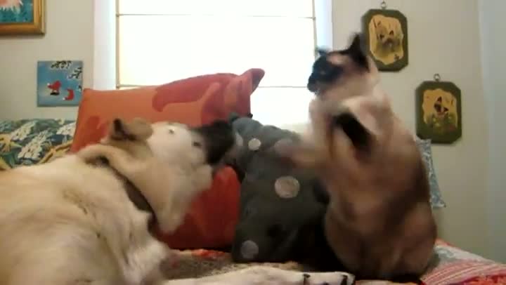 Dog Get's Pwned in Dog vs Cat Boxing