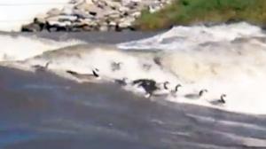 Geese Surf Standing River Wave