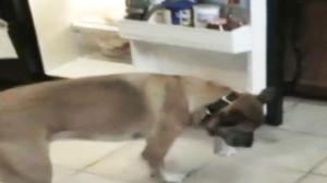 Awesome Dog Fetches a Beer