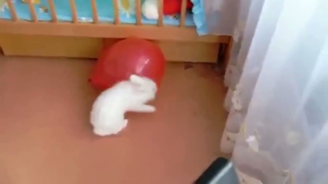 A Rabbit And His Balloon