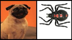 Pug vs. Spider