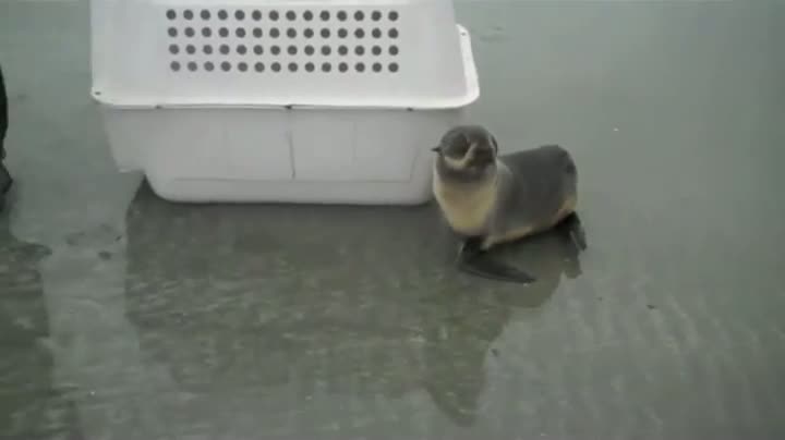 Freeing A Seal