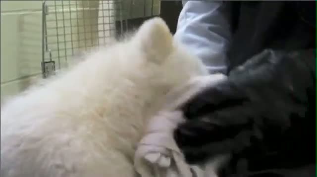 Meet Kali, Alaska Zoo's Littlest Polar Bear