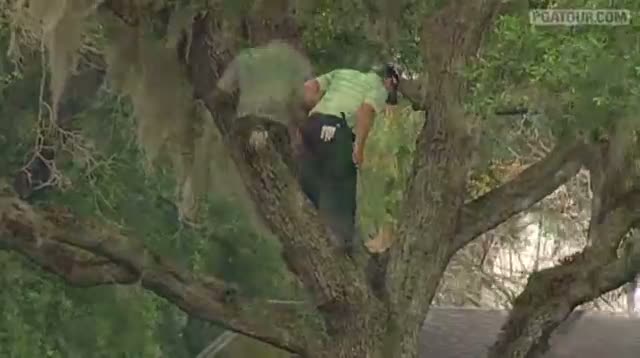 Golfer Climbs Tree, Hits Ball Off Limb