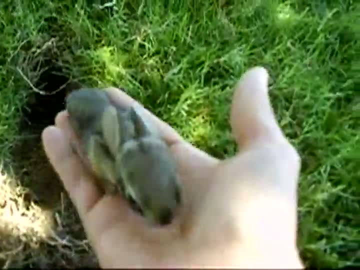 Baby Rabbit In My Back Yard