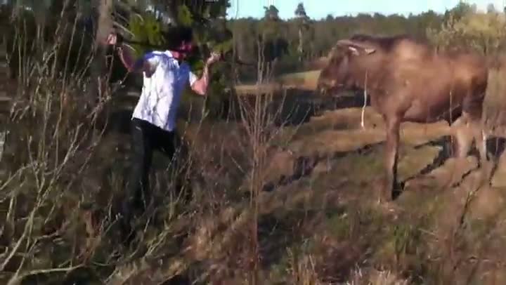 Man Vs Moose