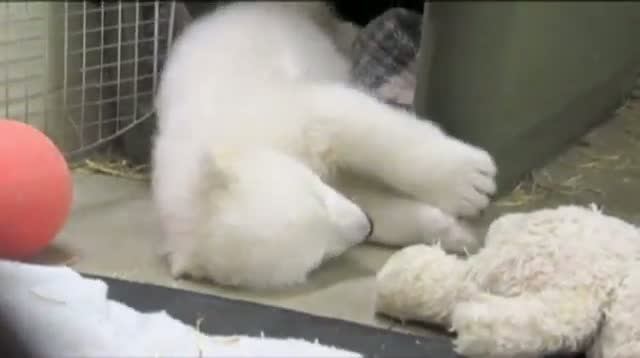 Orphaned Polar Bear Cub Makes His Debut