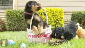 Rottweiler Puppies Playing In An Easter Basket