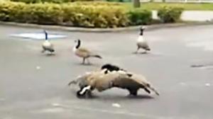 Goose Fight with Unexpected Ending