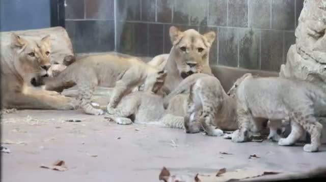 Omaha Zoo Announces Names of 5 Lion Cubs