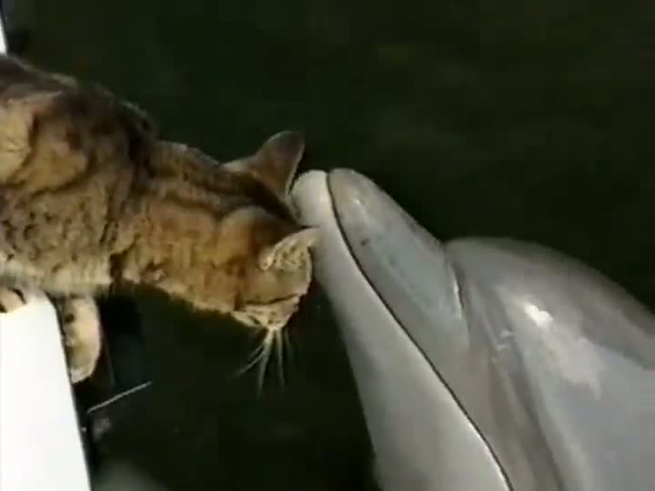 Cat and Dolphins Playing Together