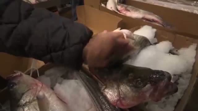 Inside Frantic Life of NYC's Fulton Fish Market