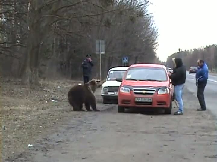 Wild Bear On The Highway
