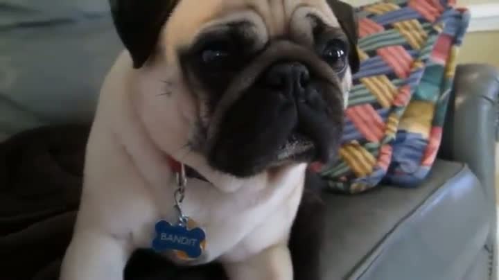Pug Gets Scolded - Takes it Pretty Hard