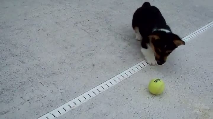 Corgi Plays with Ball for the First Time