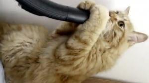 Cat vs. Vacuum