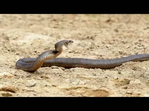 Snake Bite Kills Hockey Player In Australia