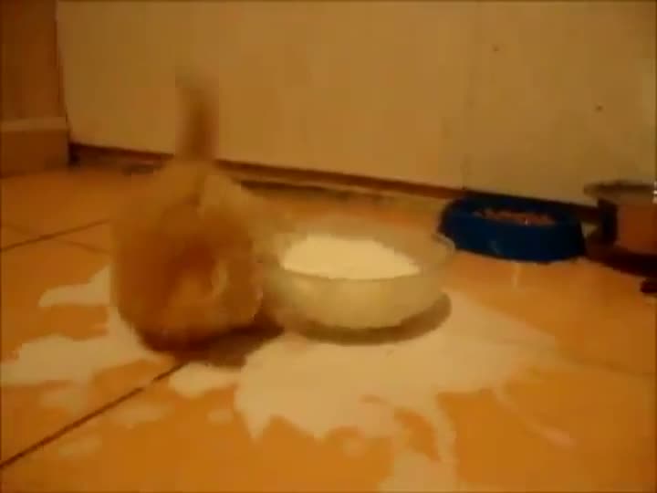 Kitty Trying To Drink Milk