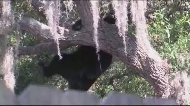 Bear Falls From Tampa Tree