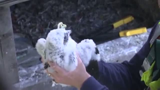 First Person: Baby Falcons on a New York Bridge