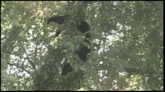 'Tim-bear!' N.J. Bear Falls Out of Tree