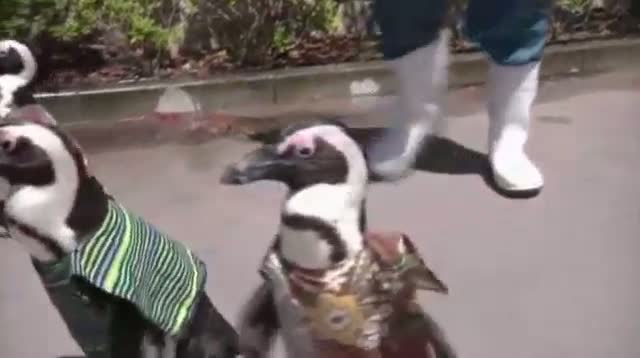 Penguins in Japan March in African Costumes