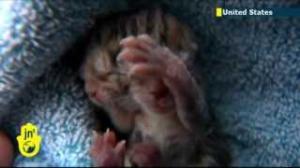 Two-faced Kitten: Amazing Footage of Rare 'Janus' cat born in Oregon with two faces
