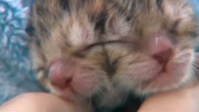 Kitten with two faces born in Oregon