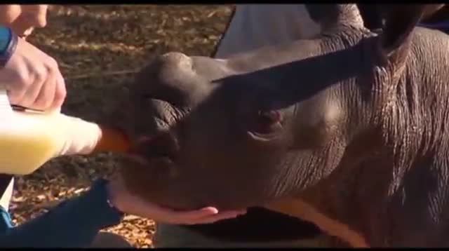 Baby White Rhino Debuts at Australian Zoo