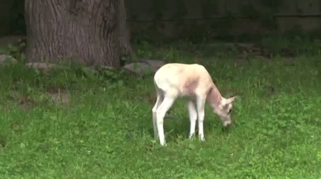 Rare Antelope Born at Illinois Zoo