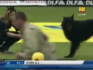 Funny Cricket Moments - Dog Playing in IPL