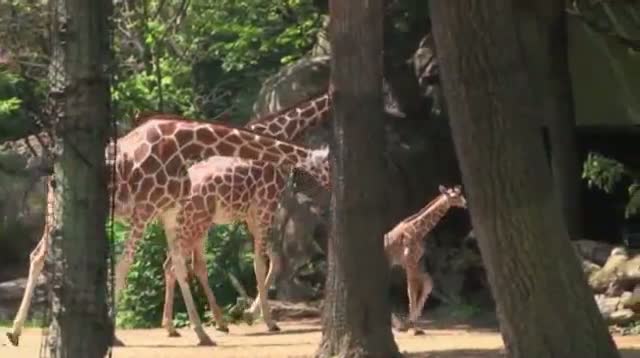 Baby Giraffe Takes First Steps