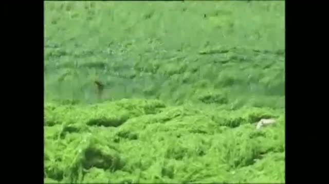 Swimmers Navigate Algae at China Beaches