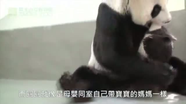 Baby Panda Meets Her Mother